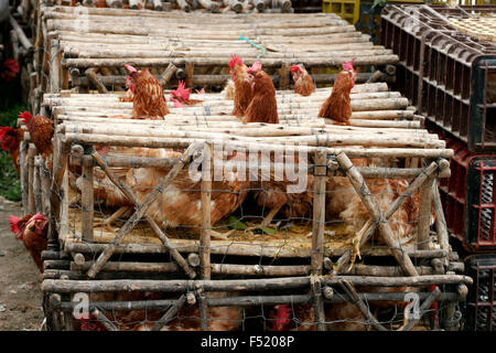 Huhn auf den Verkauf, Otavalo Markt, Ecuador, Südamerika Stockfoto