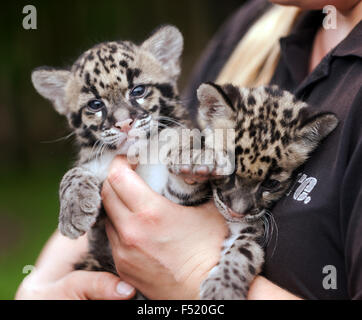 Nahaufnahme der beiden getrübt Leppard jungen während einer tierische Begegnung auf der seltene Species Conservation Centre, Sandwich, Kent. Stockfoto