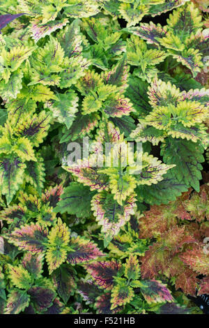 Solenostemon. Coleus Nettie Stockfoto