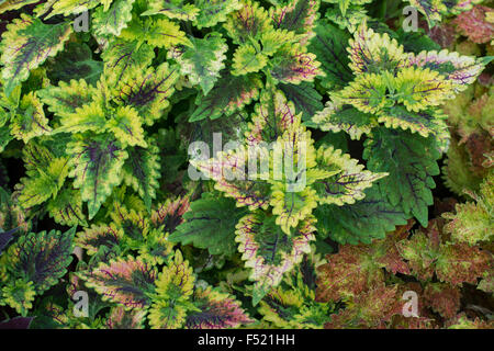 Solenostemon. Coleus Nettie Stockfoto