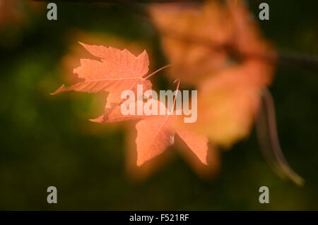 Berg-Ahorn, Acer Pseudoplatanus, Stadtwald, Köln, Nordrhein-Westfalen, Deutschland Stockfoto