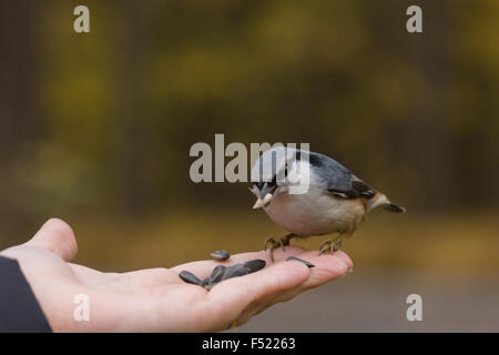 Das Foto zeigt einem Vogel Kleiber Samen aus der Hand frisst. Stockfoto