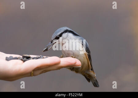 Das Foto zeigt einem Vogel Kleiber Samen aus der Hand frisst Stockfoto