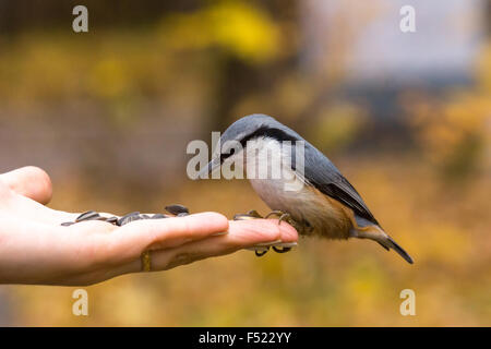 Das Foto zeigt einem Vogel Kleiber Samen aus der Hand frisst Stockfoto