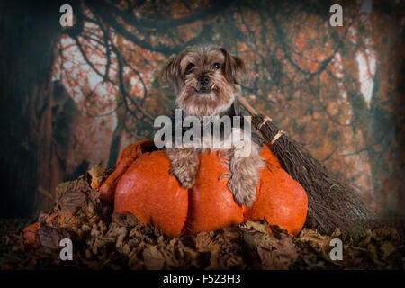 Cute Halloween Bild eines Yorkshire Terriers mit Hörnern in einen Kürbis mit einem Schildpatt-Katze für Unternehmen Stockfoto