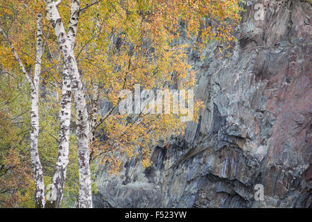 Silber Birken auf der stillgelegten Schieferbergwerk bei Hodge schließen, Cumbria, UK Stockfoto