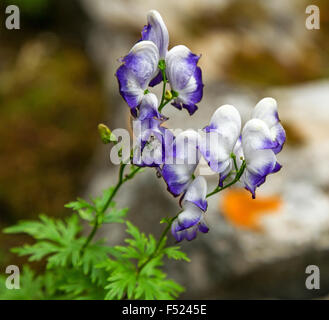 Die blauen und weißen Blüten von Aconitum auch Aconitum, Eisenhut, Helm Wolfs Bane Teufel oder blaue Rakete Stockfoto