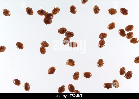 Varroamilbe, Varroa, Destruktor Stockfoto