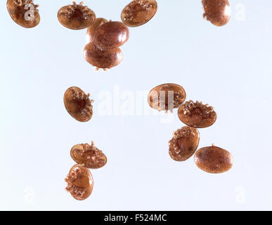 Varroamilbe, Varroa, Destruktor Stockfoto