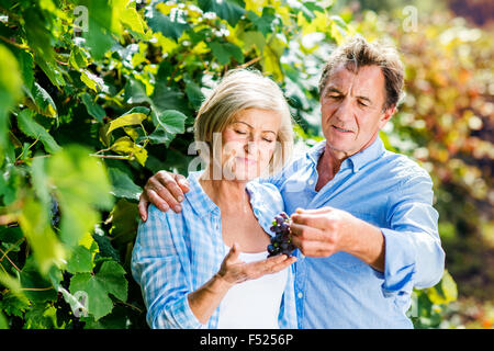 Paar Trauben ernten Stockfoto