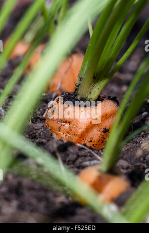 Nahaufnahme einer Karotte ragte aus dem Boden in einem kleinen Garten Stockfoto