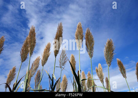 Pampasgras wächst in Andalusien Spanien Stockfoto