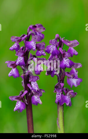 Zwei winged Green-Orchid Spitzen UK Stockfoto