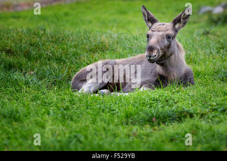 Jungen Elch Kalb, Småland, Schweden Stockfoto