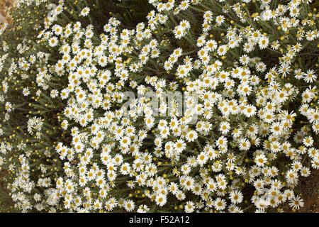 Masse von Wildblumen, weiße Margeriten von Olearia Pimeleoides, Mallee Daisy Busch in Süd-Australien outback Stockfoto