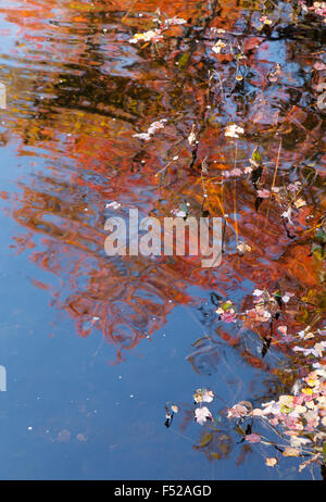 Im Herbst Laub Herbstfarben spiegeln sich in einem Teich, Somesville, Acadia Nationalpark in Maine USA Stockfoto