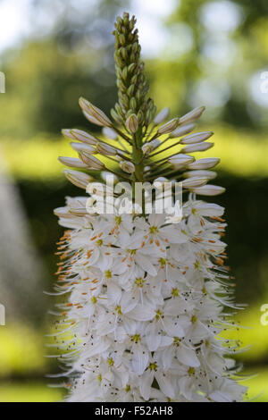 Internationale Garten Festival Chaumont Sur Loire, Frankreich. Fuchsschwanz Lilie Eremurus Himalaicus Wüste Kerze Himalaya Sommerblume Stockfoto