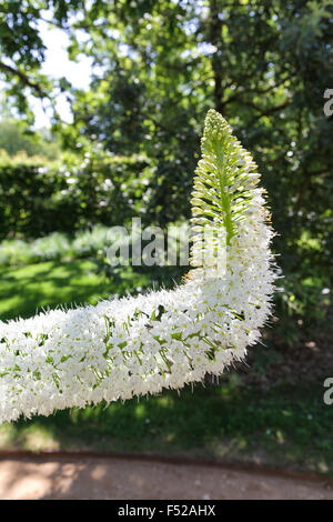 Internationale Garten Festival Chaumont Sur Loire, Frankreich. Fuchsschwanz Lilie Eremurus Himalaicus Wüste Kerze Himalaya Sommerblume Stockfoto