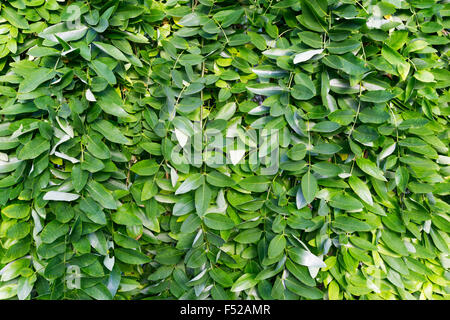 Blätter des Weinens japanische Pagode Baum, Sophora Japonica Pendel. Stockfoto