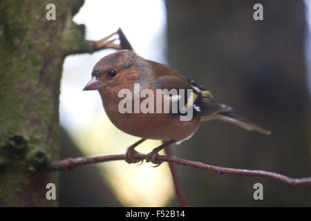 Männlichen Buchfinken (Fringilla Coelebs) thront auf einem Ast Stockfoto