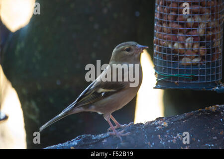 Buchfink; Fringilla Coelebs; Weibchen auf Ast, Fütterung, Aviemore Stockfoto