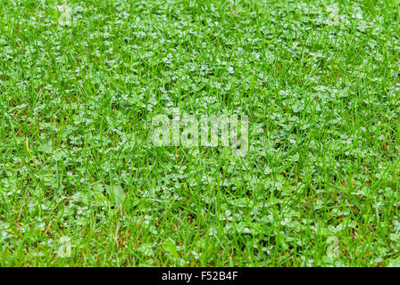 Hellen grünen Rasen mit Regentropfen Stockfoto