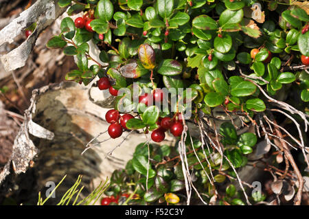 Reife Preiselbeere. Pflanzen mit roten Beeren auf der Taimyr-Halbinsel. Stockfoto