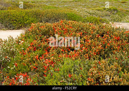 Masse von leuchtend orange / rote Blüten Templetonia Retusa, Cocky der Zunge, niedriger Strauch wächst auf Yorke Peninsula, South Australia Stockfoto