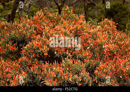 Masse von leuchtend orange / rote Blüten Templetonia Retusa, Cocky der Zunge, niedriger Strauch wächst auf Yorke Peninsula, South Australia Stockfoto
