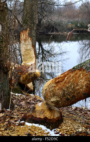 Bäume gefällt durch Biber am Fluss im Frühling Stockfoto