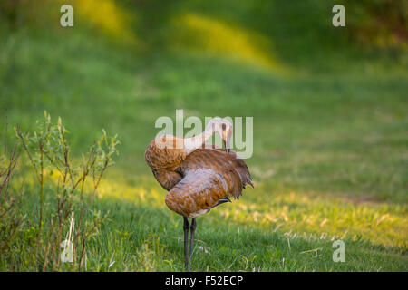 Sandhill Kran putzen Stockfoto