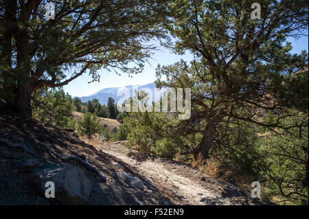 Wandern & Bike trail auf der "Mountain (Tenderfoot Mnt), Salida, Colorado, USA Stockfoto