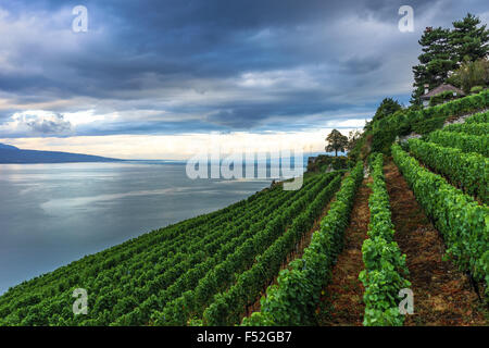 Reihen von den Weinbergen des Lavaux, einem UNESCO-Weltkulturerbe. Genfer See, Schweiz. Stockfoto