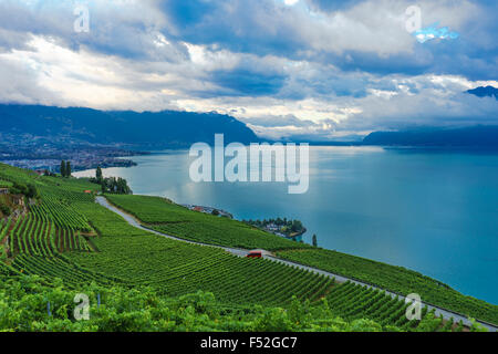 Die weitläufigen Weinbergen im Lavaux, einem UNESCO-Weltkulturerbe. Genfer See, Schweiz. Stockfoto