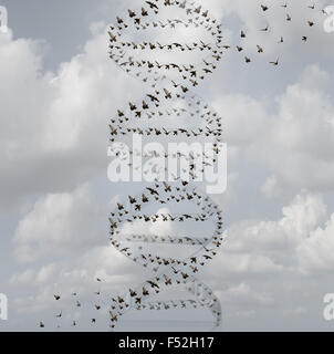 DNA in der Natur und Medizin Forschungskonzept als Gruppe fliegender Vögel in Form einer Doppelhelix als Biotechnologie und Gesundheitswesen Biologie Technik Symbol für gen-Chemie und genetische Medizin. Stockfoto