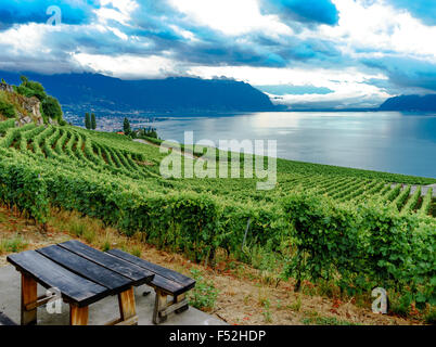 Blick auf die Weinberge im Lavaux, einem UNESCO-Weltkulturerbe. Genfer See, Schweiz. Stockfoto