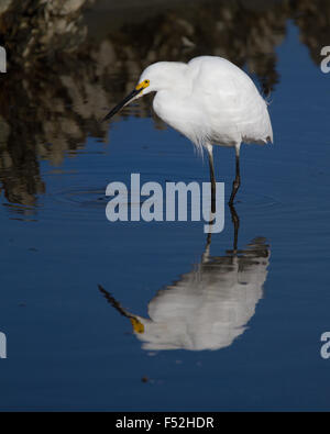 Snowy egret hunting a salt marsh Stockfoto