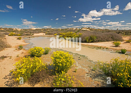 Australische Outback-Landschaft mit Pool von Wasser, gelbe Wildblumen & Sanddünen unter blauem Himmel an Vigar gut im Mungo National Park NSW Stockfoto