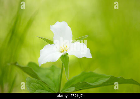 Large-flowered Trillium im nördlichen Wisconsin Stockfoto