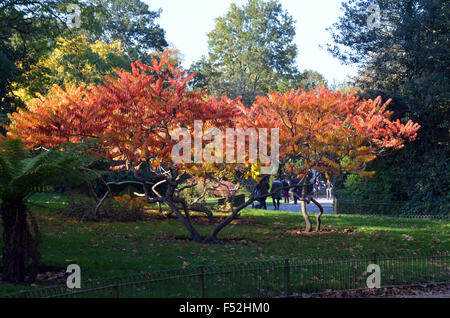 London, UK, 26. Oktober 2015, Herbst Farben im Battersea Park. Bildnachweis: JOHNNY ARMSTEAD/Alamy Live-Nachrichten Stockfoto
