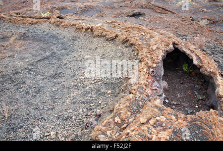 Lavaröhre, ein langer Kanal, in dem einst Lava unter der gehärteten vulkanischen Felsoberfläche floss, auf dem Volcan Chico, Isabela Island in den Galapagos Stockfoto