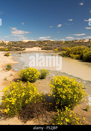 Australische Outback-Landschaft mit Pool von Wasser, gelbe Wildblumen & Sanddünen unter blauem Himmel an Vigar gut im Mungo National Park NSW Stockfoto