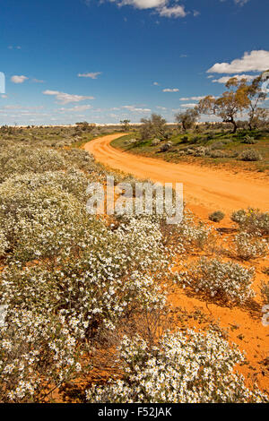 Australische Outback-Landschaft mit roten unbefestigte Straße gesäumt mit Wildblumen, Olearia Pimeleiodes, weiße Gänseblümchen unter blauem Himmel, NSW Stockfoto