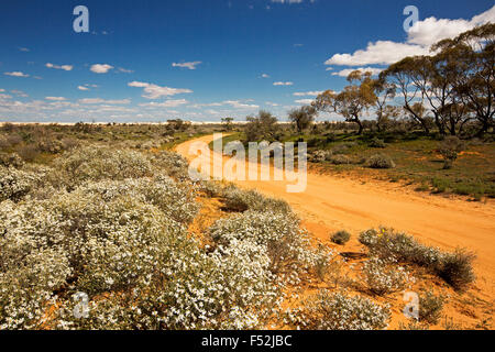 Australische Outback-Landschaft mit roten unbefestigte Straße gesäumt mit Wildblumen, Olearia Pimeleiodes, weiße Gänseblümchen unter blauem Himmel, NSW Stockfoto