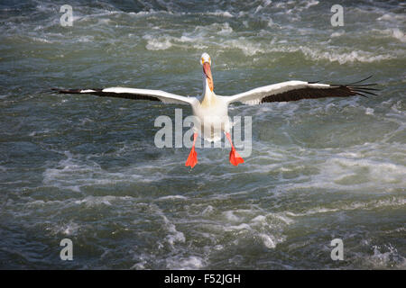 American White Pelican (Pelecanus erythrorhynchos) mit leuchtend orangefarbenen Füßen, die zur Landung auf dem Saskatchewan River verlängert wurden Stockfoto
