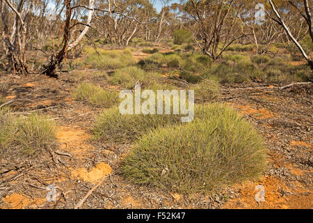 Australische Outback-Landschaft mit Bergen von Spinifex / Stachelschwein Rasen wächst unter Mallee Wälder im Mungo National Park NSW Australia Stockfoto