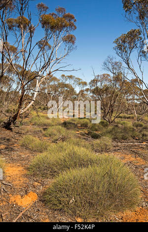 Australische Outback-Landschaft mit Bergen von Spinifex / Stachelschwein Rasen wächst unter Mallee Wälder im Mungo National Park NSW Australia Stockfoto