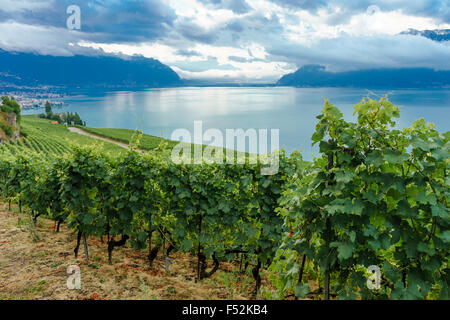 Im Weinberg im Lavaux, einem UNESCO-Weltkulturerbe. Genfer See, Schweiz. Stockfoto