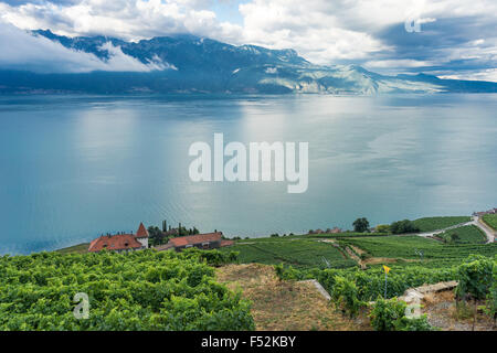 Blick über die Weinberge im Lavaux, einem UNESCO-Weltkulturerbe. Genfer See, Schweiz. Stockfoto