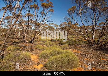 Australische Outback-Landschaft mit Bergen von Spinifex / Stachelschwein Rasen wächst unter Mallee Wälder im Mungo National Park NSW Australia Stockfoto